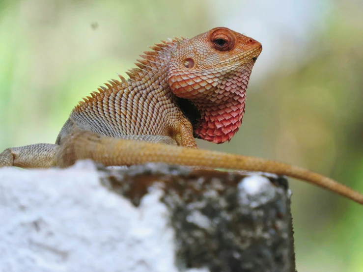 a lizard is standing up against a rock