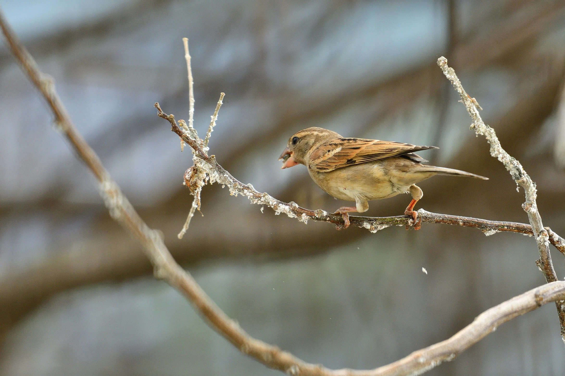 a small bird perched on top of a bare tree nch