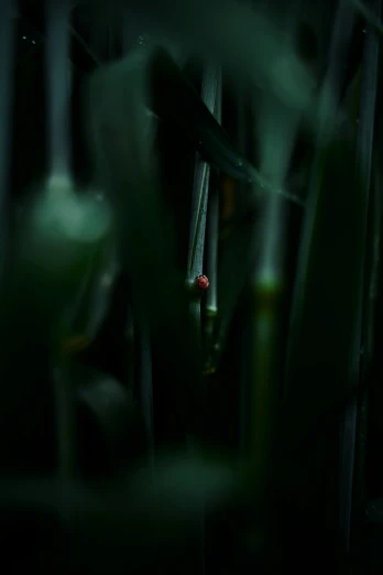 a po of a bamboo tree with the background blurry