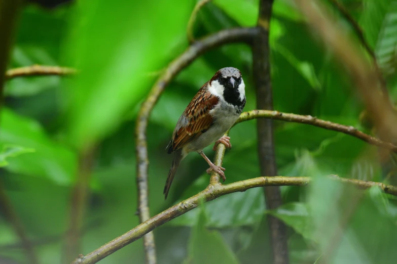 a small bird sitting on top of a tree nch