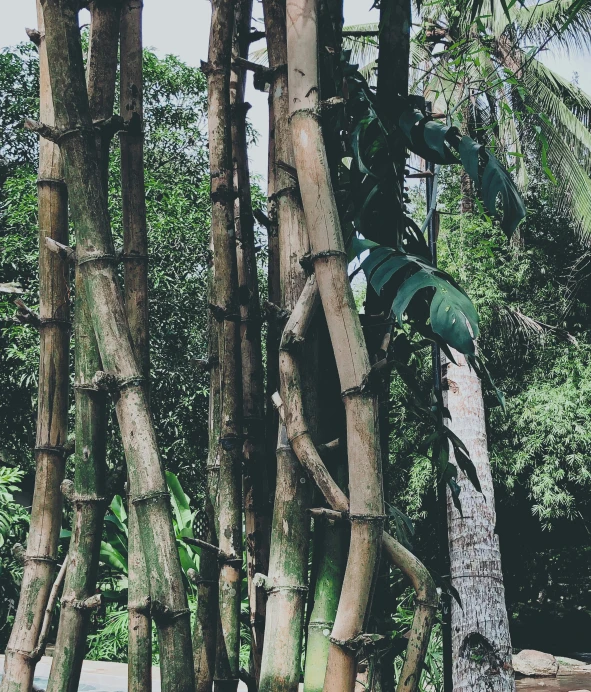 the trunks of several different types of trees