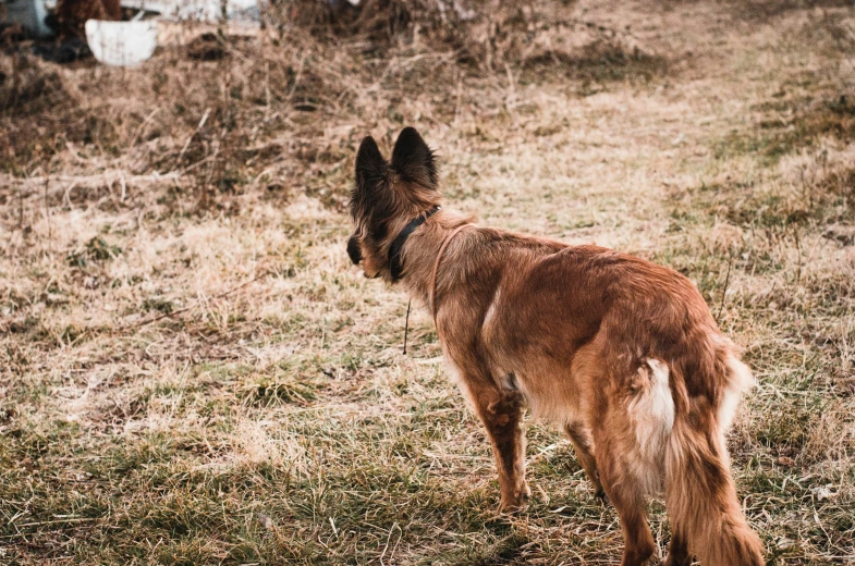 the large dog is standing alone in the grass