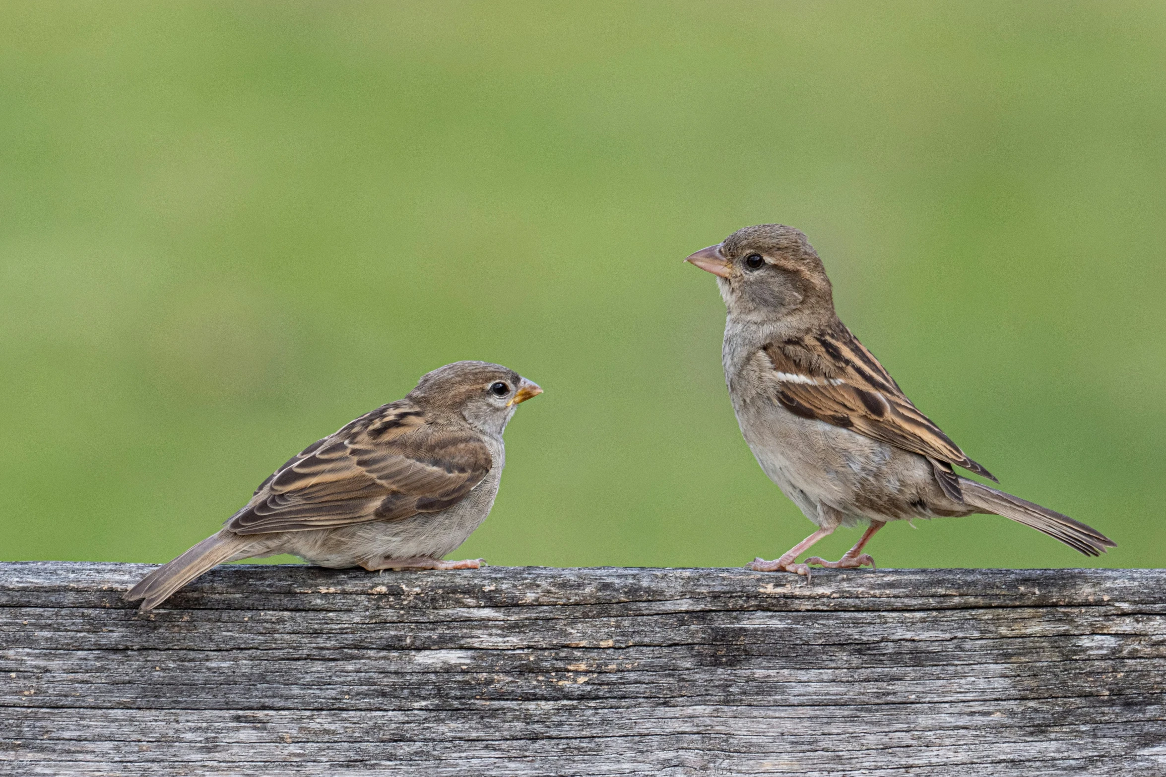 two little birds sitting on top of wooden planks