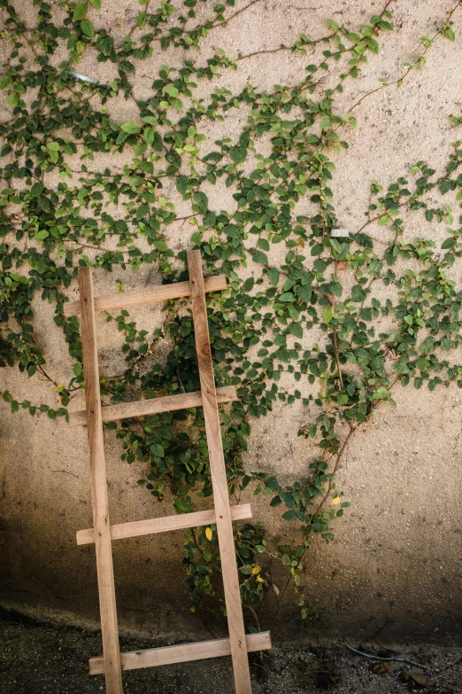 an old ladder with a plant growing up against it