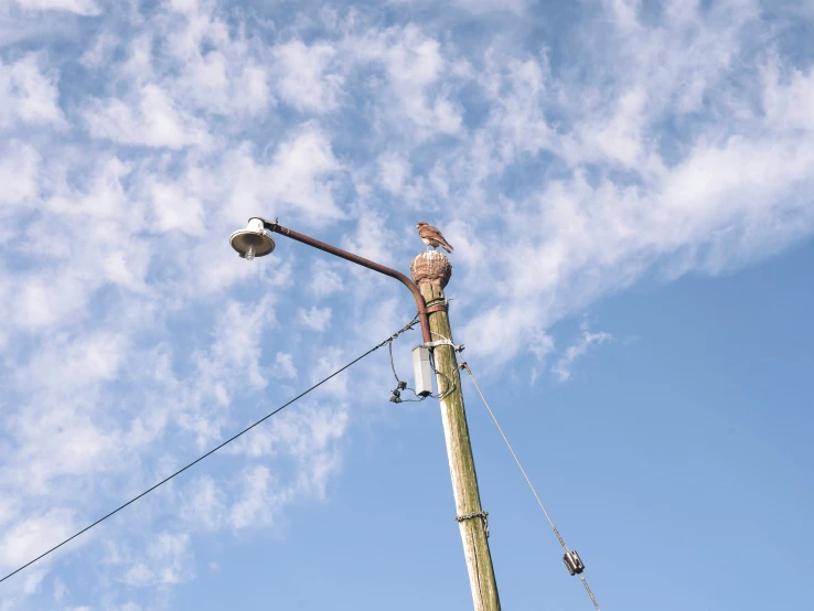 a bird perched on top of a power pole