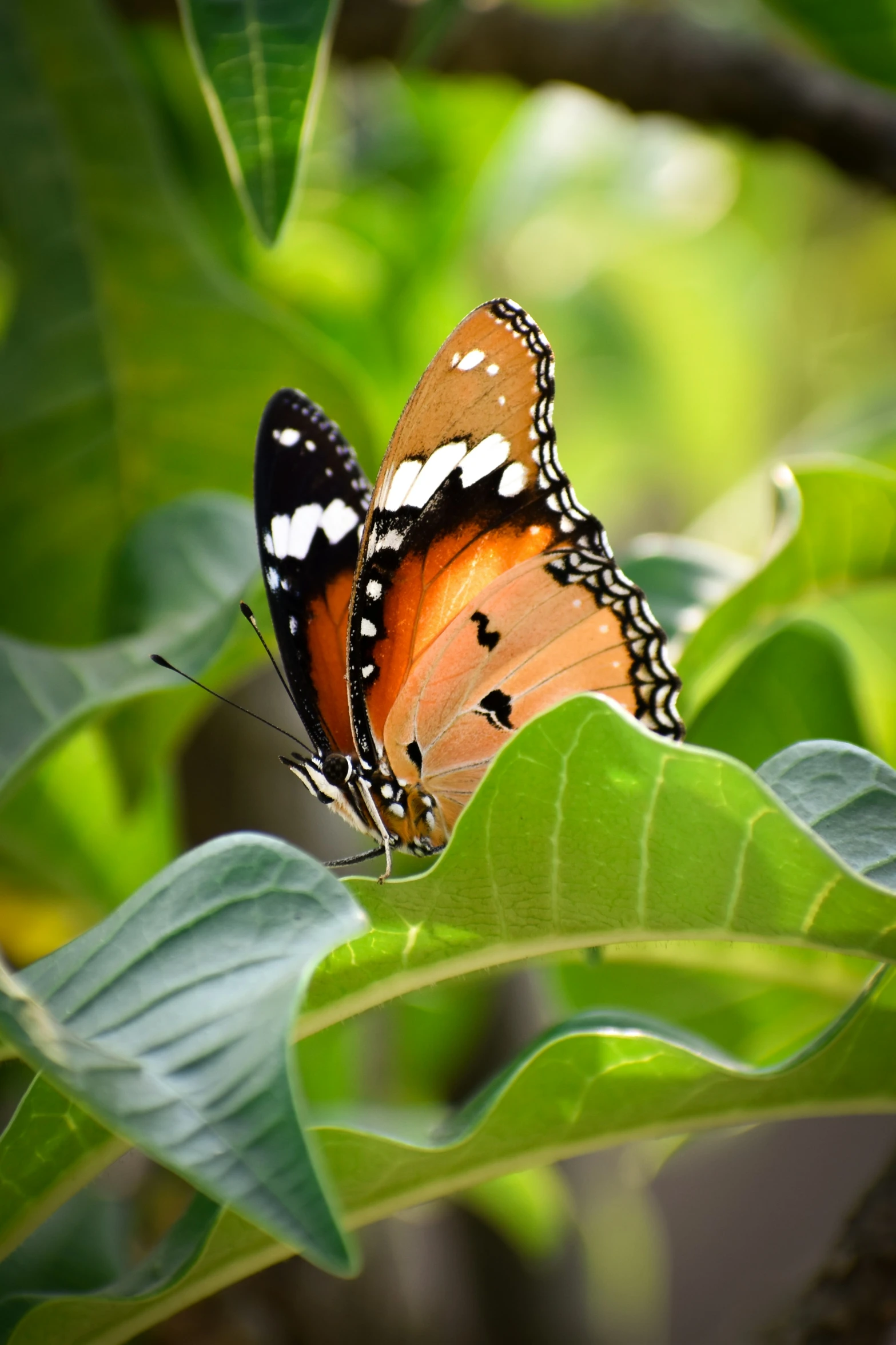 a brown erfly with black and white spots sitting on green leaves