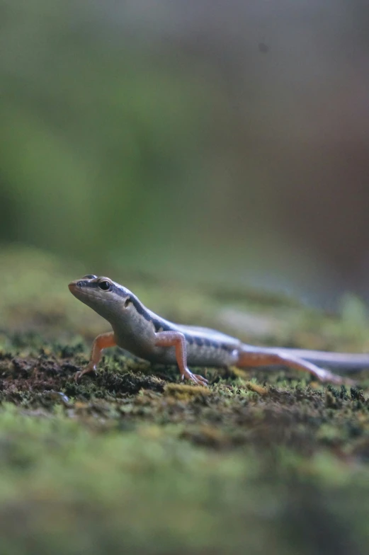 a lizard on a mossy surface of some sort