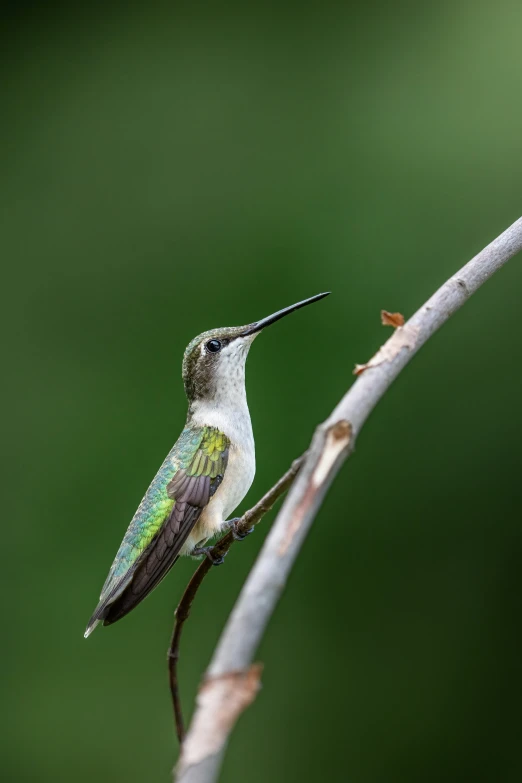 a colorful hummingbird perched on a tree nch