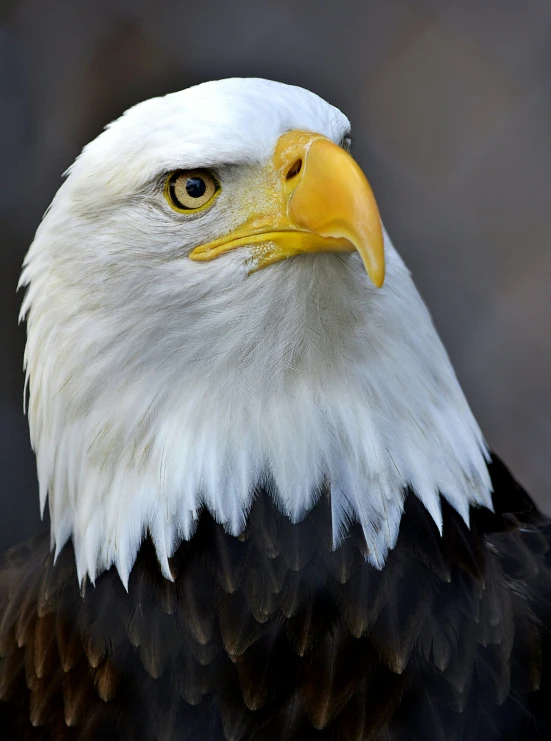 a bald eagle with yellow and white head is staring forward