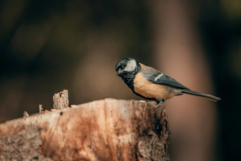 there is a small brown bird perched on a wood