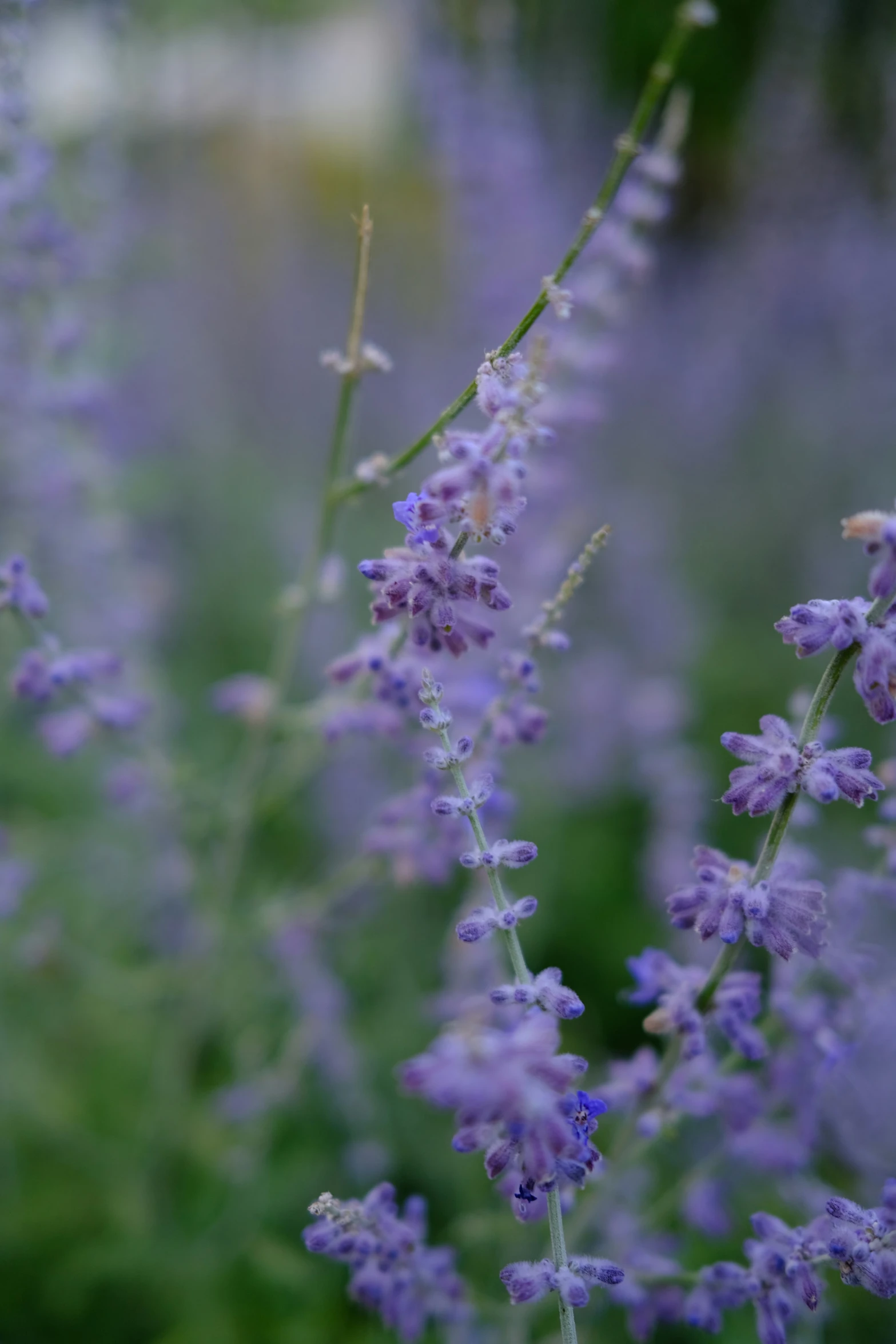 a group of flowers that are by some grass