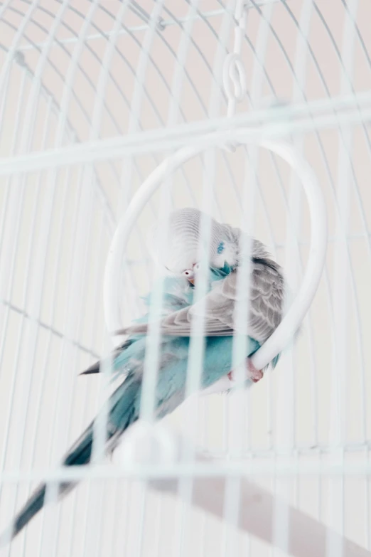 a bird sitting on top of another bird in a cage