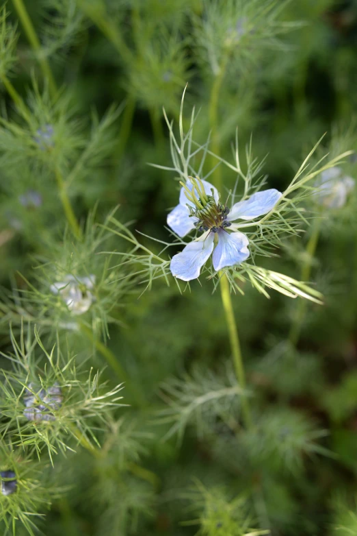 a very pretty blue flower with big green leaves