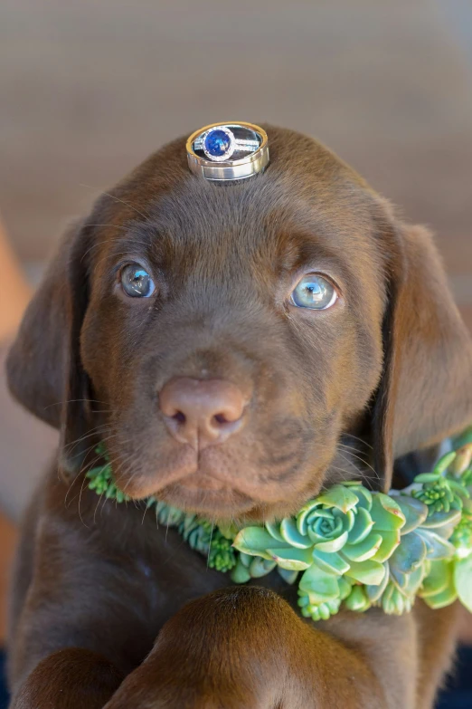 a dog wearing a ring around it's neck