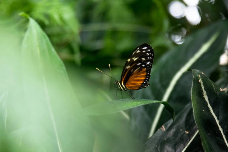 a erfly sitting on top of a leaf covered tree