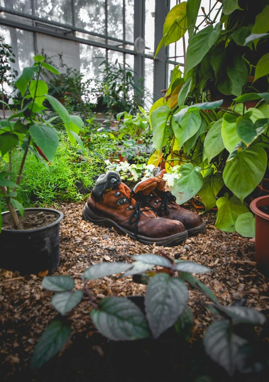 a pair of shoes sitting in a garden