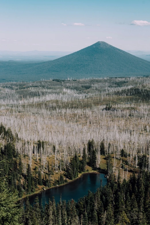 a forest area with trees and mountains in the background