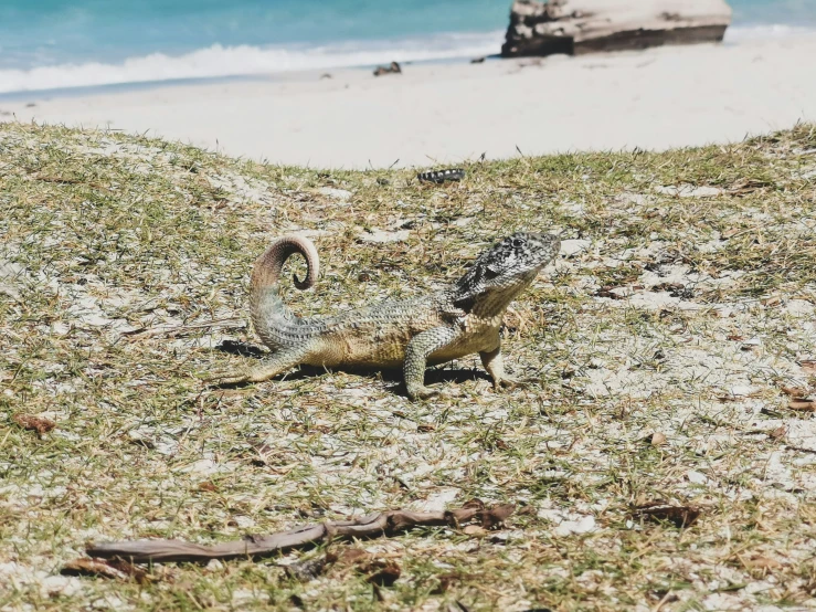 two lizards are sitting on a hill by the beach