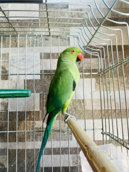 a green parrot sitting on the handle of a metal birdcage