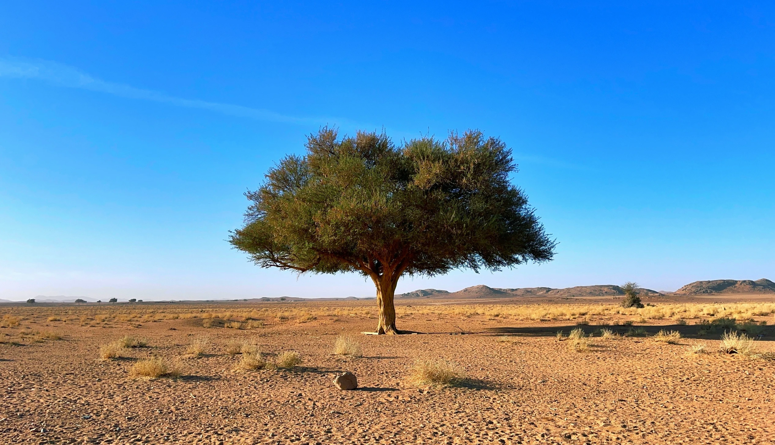 an arid field with a single tree in it