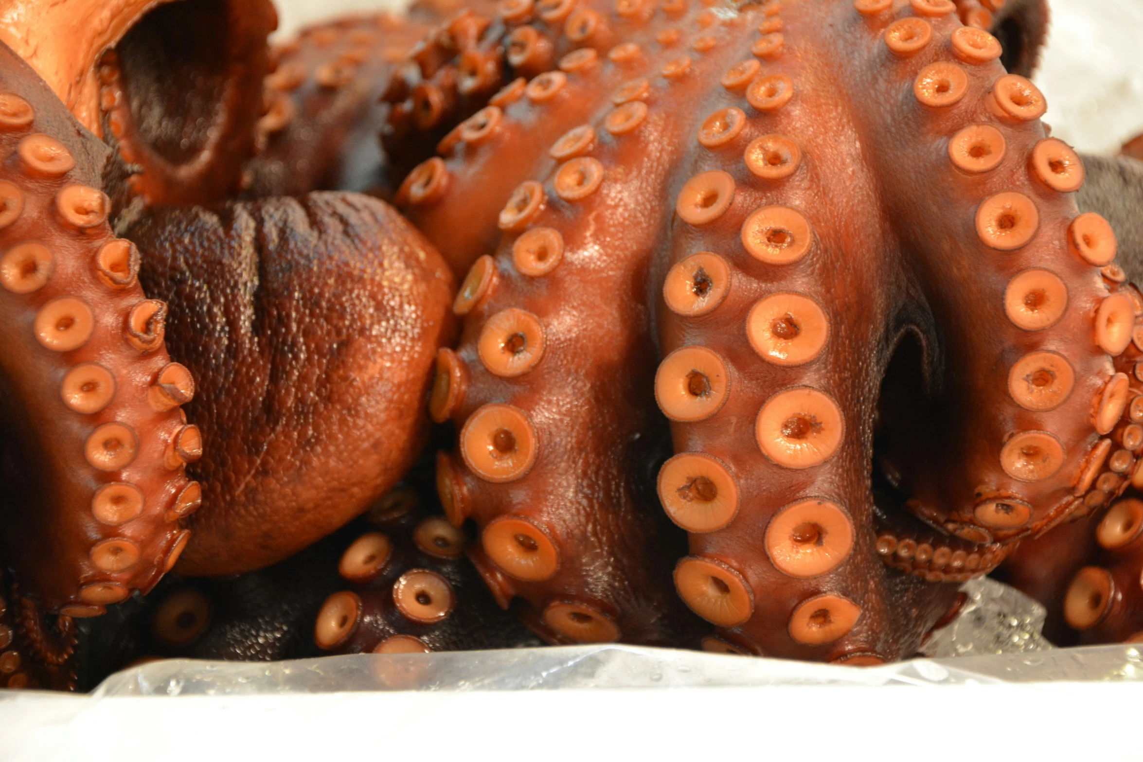 an octo with large brown eyes looks like it has long, thin tentacles and some orange rings on its outer face