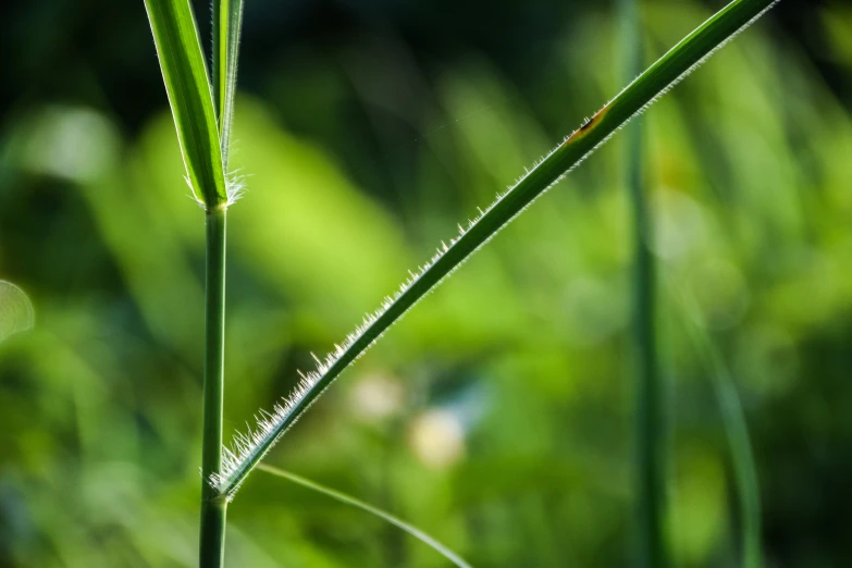 closeup pograph of the stems of grass