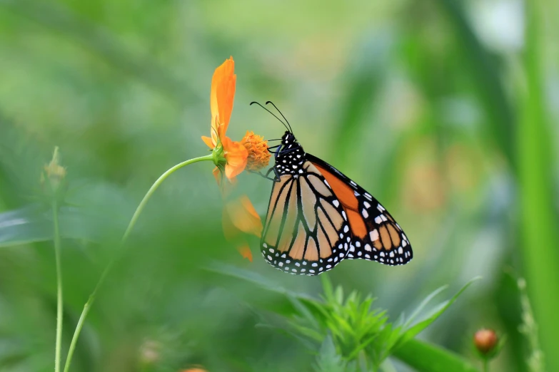 a monarch erfly standing on a flower in front of some blurry grass
