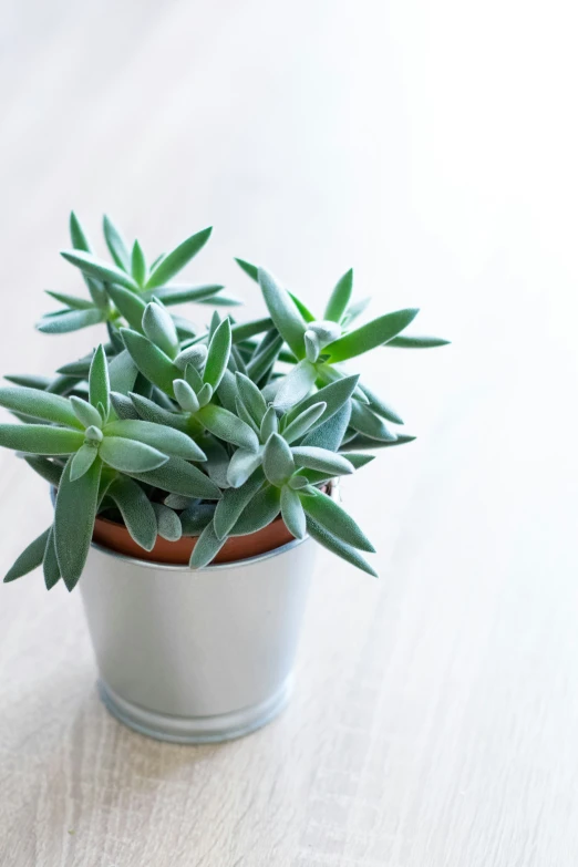 a small potted plant sits on a table