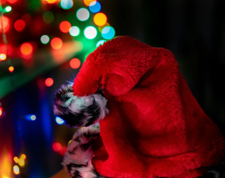 small furry animal with red and white hat next to holiday lights