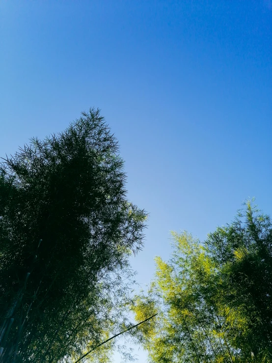 a clock that is on the side of a tree