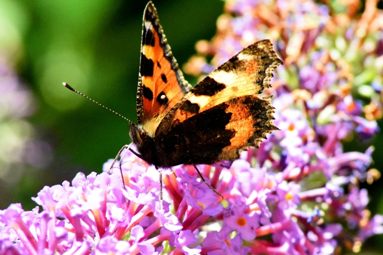 a colorful erfly perches on a flower with another purple flower behind it