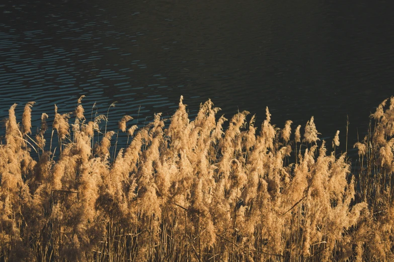 the grass is all alone on the water