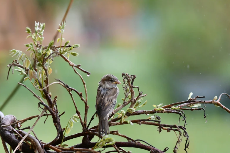 a small bird is sitting on a nch