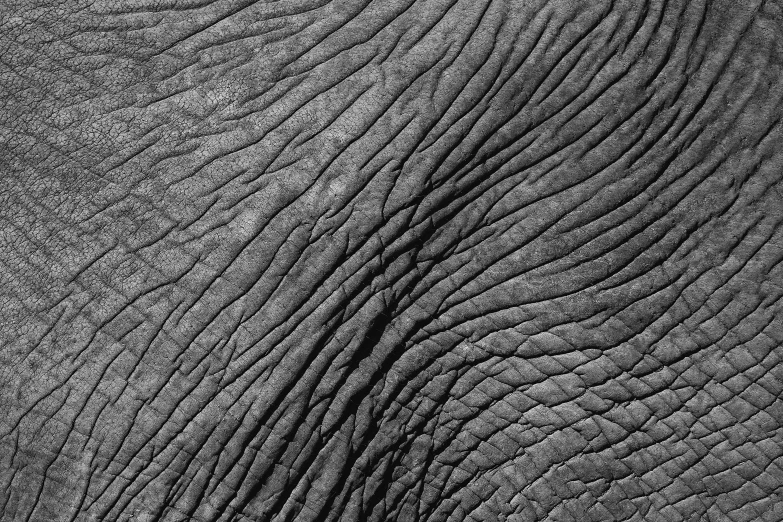 close up view of an elephant skin texture