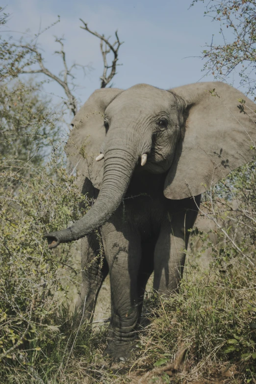 an elephant that is walking down the side of a hill