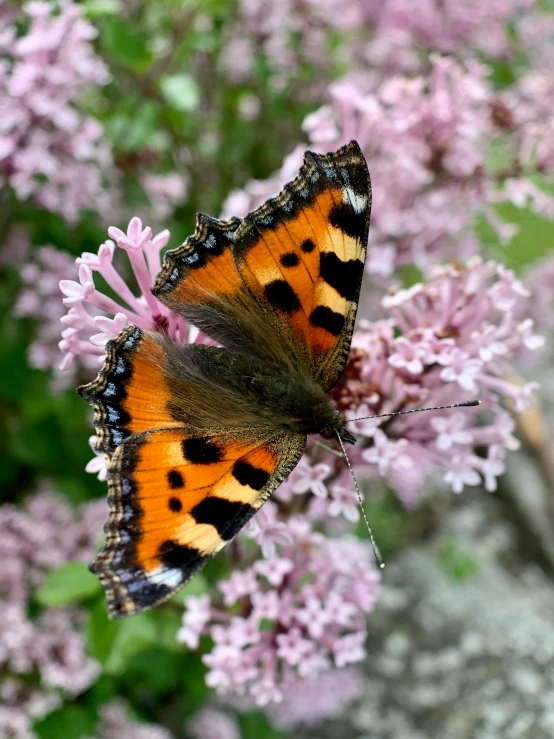 an orange erfly resting on some pink flowers