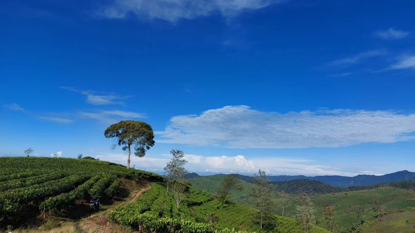 a tea plantation overlooks a blue sky in the mountains
