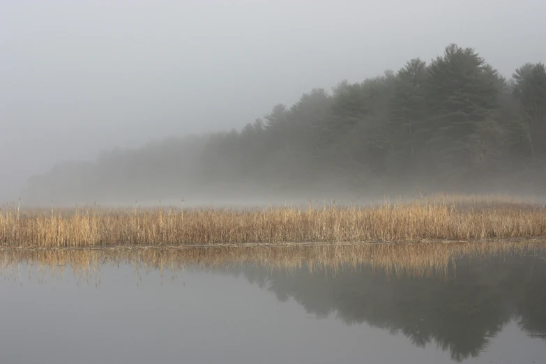 water is sitting in front of some trees on the shore