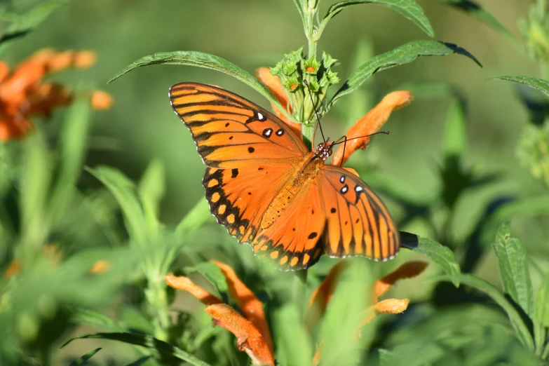 a large orange erfly standing on top of some orange flowers