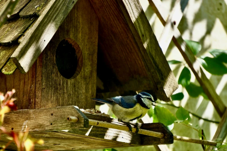 a bird is standing on a nch next to a wooden structure