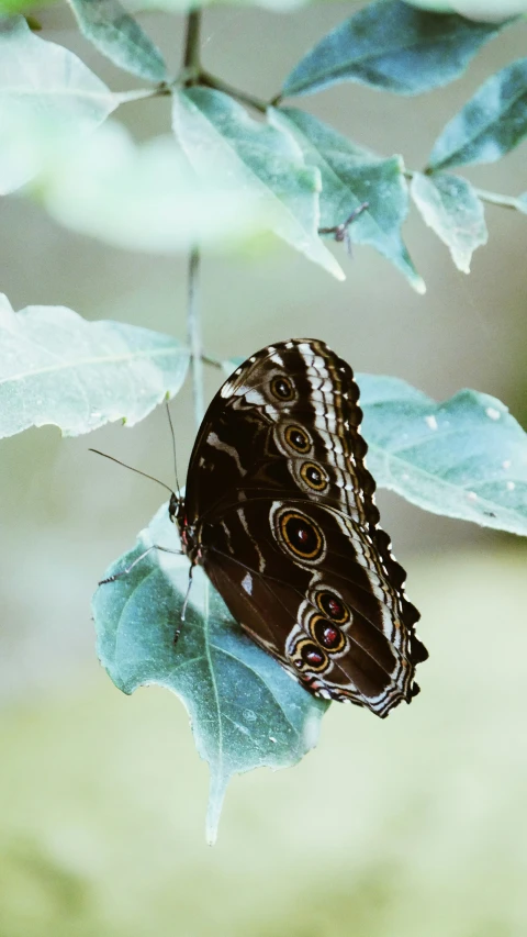 a black erfly is sitting on a leaf