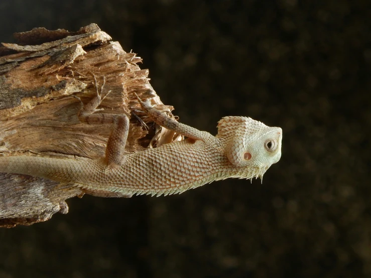 a lizard looks out from its hole in the bark