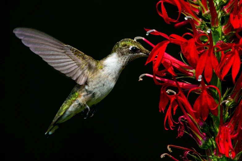 the hummingbird is hovering toward the flower