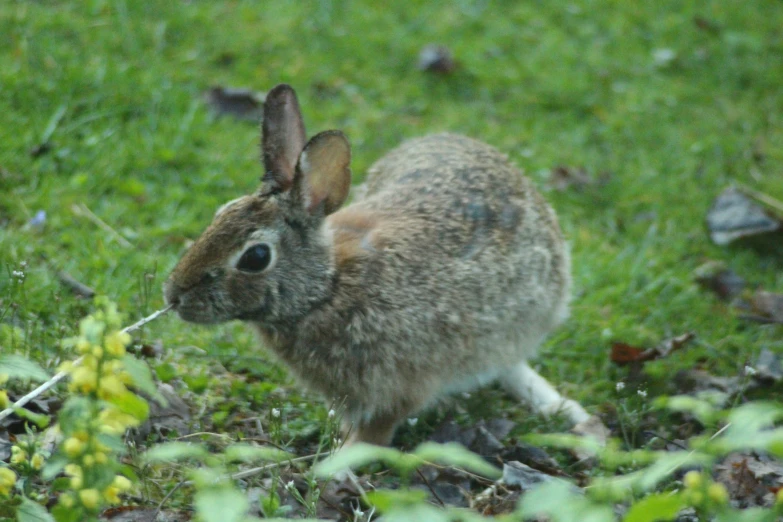 a large rabbit is on the grass by itself