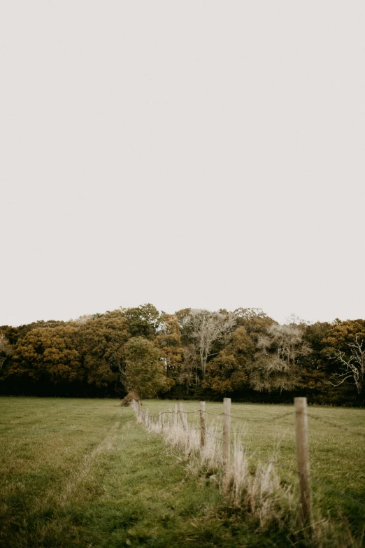 green grassy field and white fence next to trees