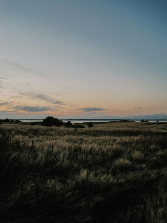 the large grassy field has a lone tree in it