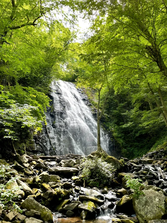 water fall in a forested area near many trees