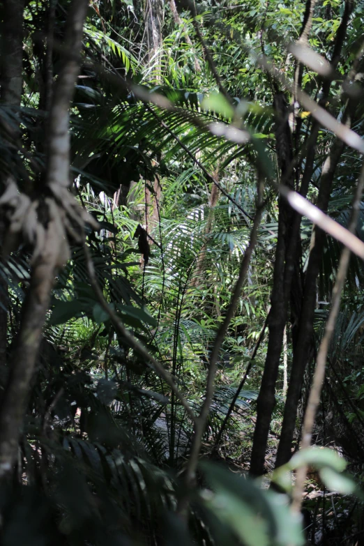 bird sitting in a tree with many nches and greenery