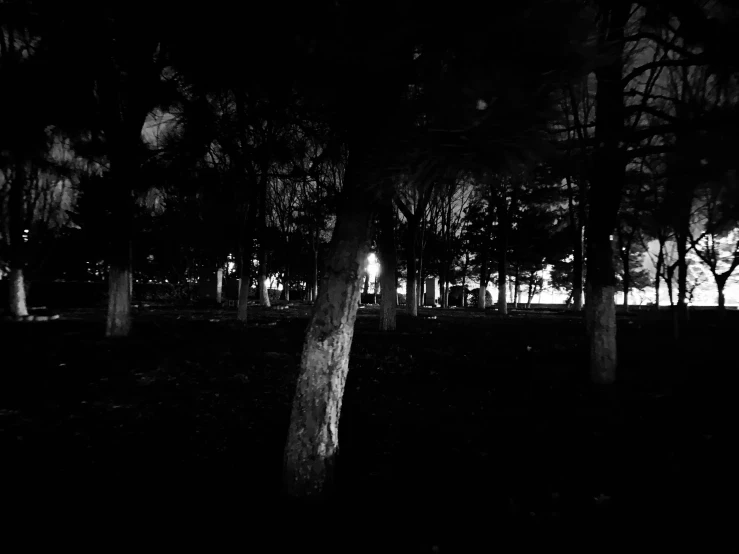 night time view of a park area with trees