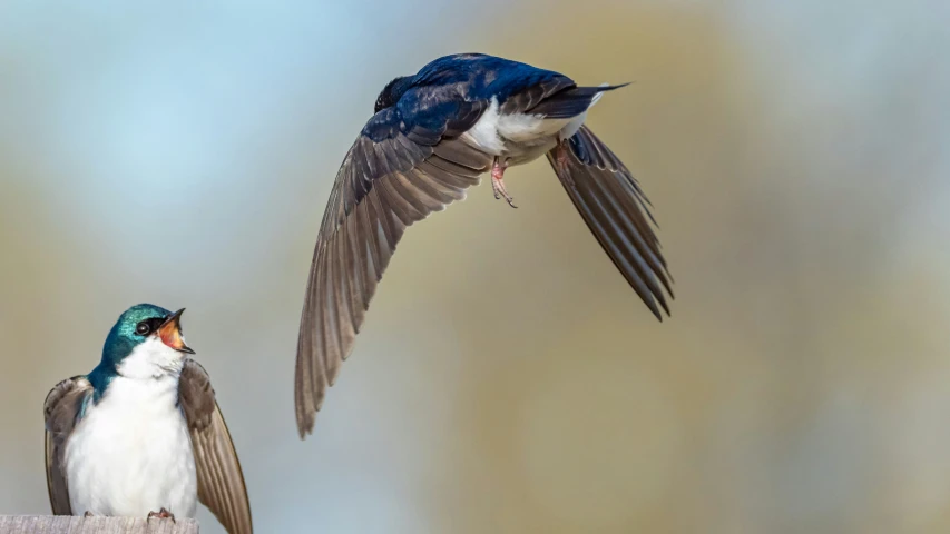 a bird is landing and looking at another bird flying